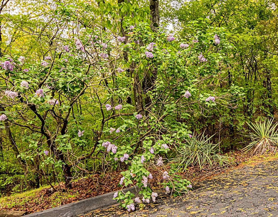 Autumn Creek Branson