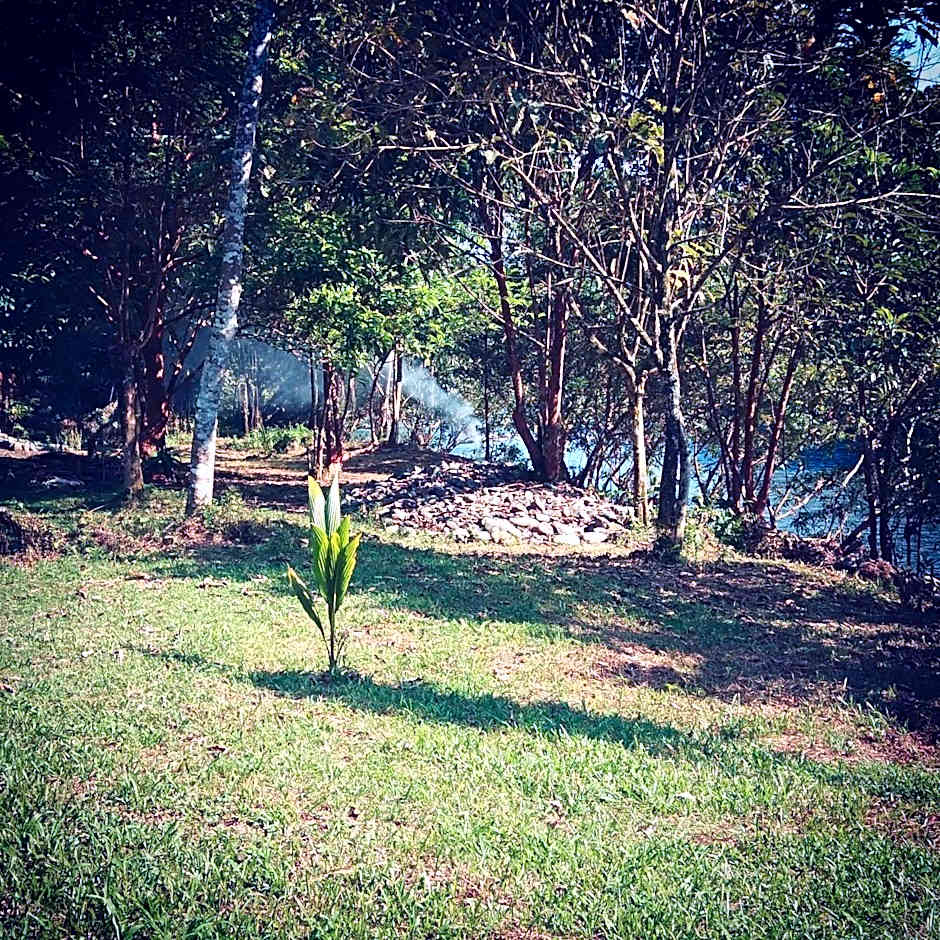 Green Forest Tangkahan