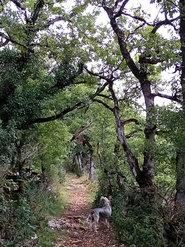 Natura zome