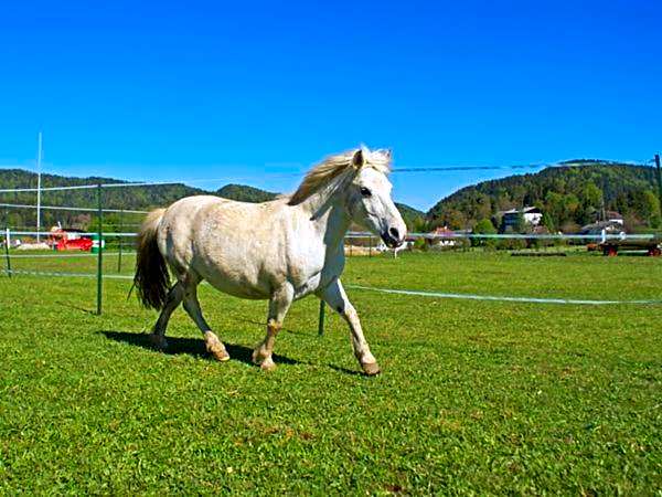 Bed & Breakfast Eckwirt