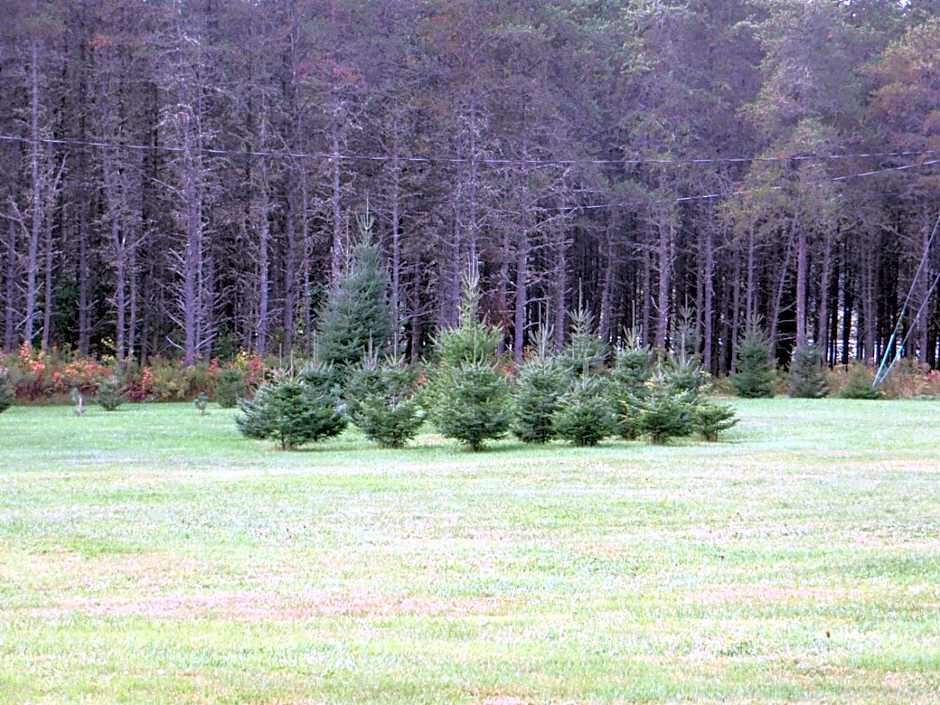 La maison sous les arbres