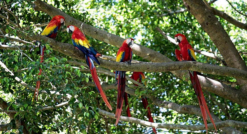 Barcelo Tambor- All Inclusive