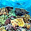 Wilson Island