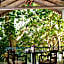 Ceylon Olive