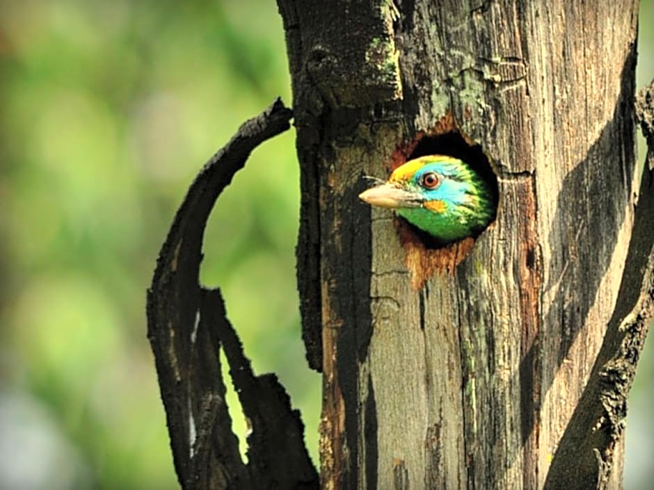 Clouds Holiday Bungalow