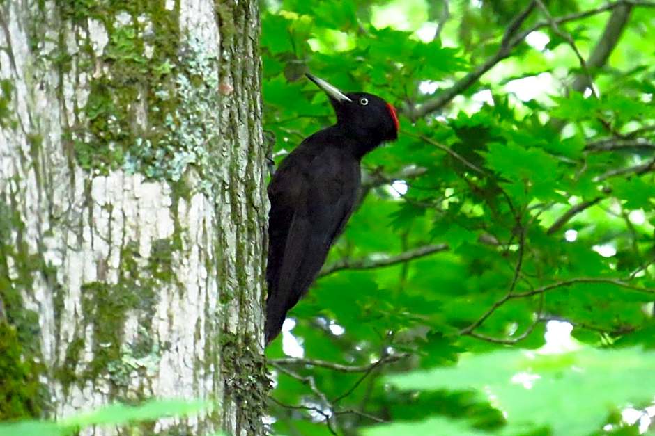 Traveler's Inn Asanebo