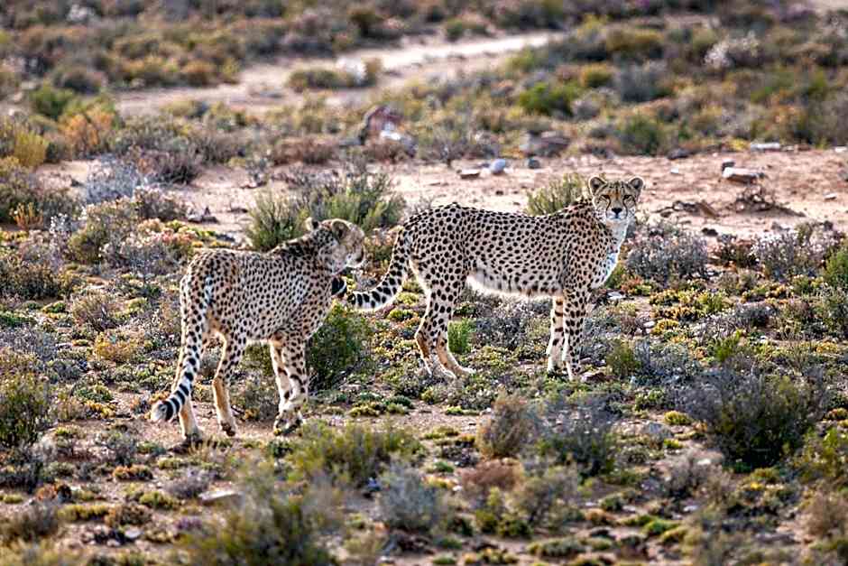 Inverdoorn Game Reserve Lodge