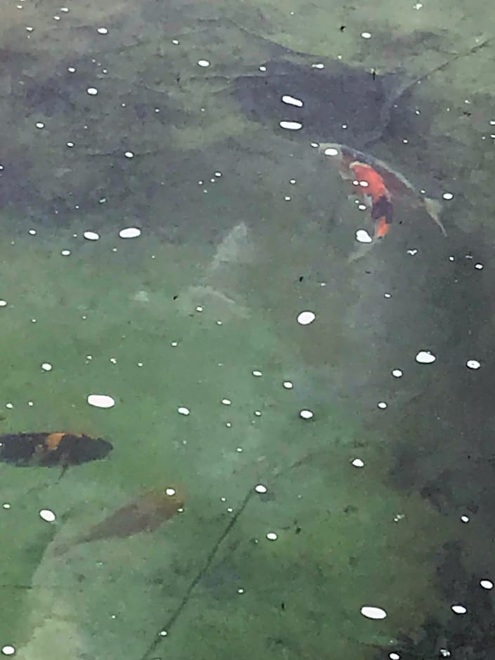 Les nuits insolites de la mothe - hébergement en bulle ou tiny house avec spa privatif