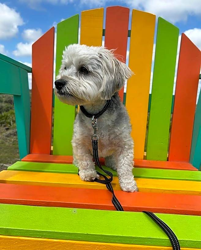 New 2025-Ocean Sands Beach Boutique Inn-Sauna and Salt-Mineral Pool -Free Beach Bikes and Famous Beach-Nightly Popcorn-Bathrobes and Sunscreen in all rooms-Ultra Sparkling-Free Laundry-4 Grand Presidential Black Beds in all rooms-Savings#252-242-SAND