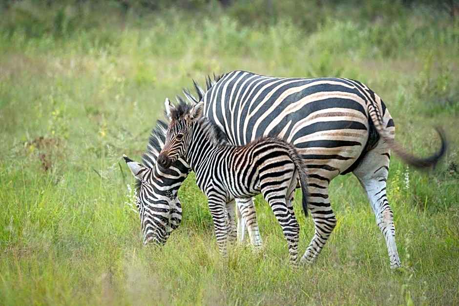 Ekuthuleni Lodge