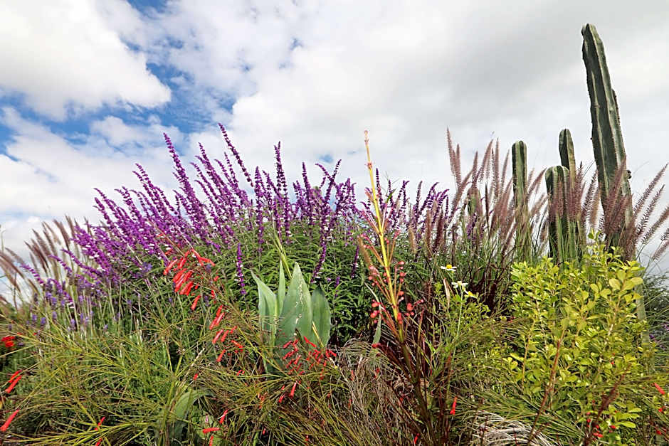 Albor San Miguel de Allende, Tapestry Collection
