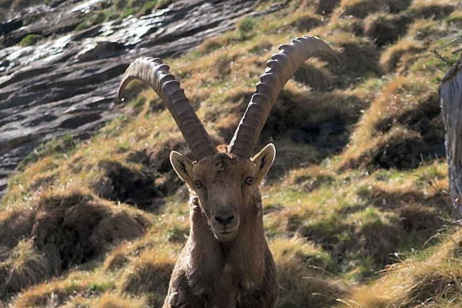 Rooms Alpe Veglia-Varzo