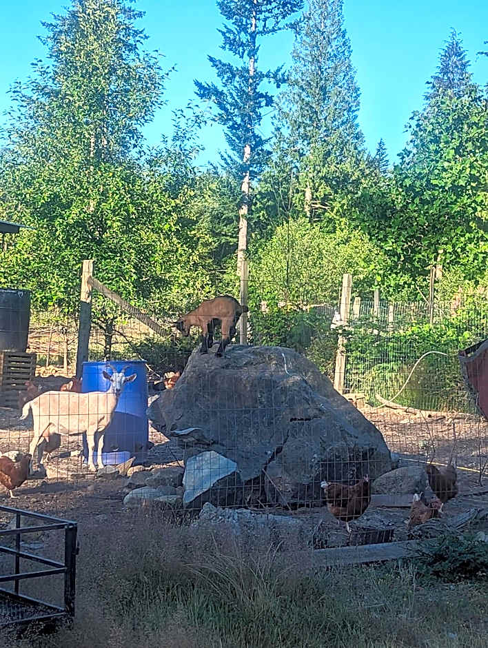 Mushroom theme cabin on 33 Acre Farm