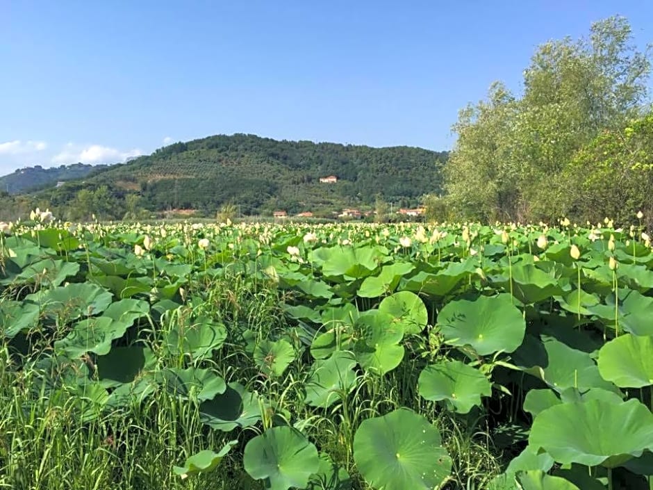 Cecco di Nara