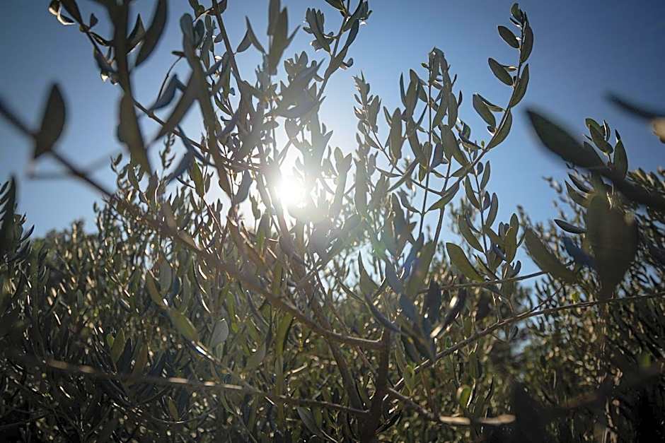 Olive Eden Holiday Home