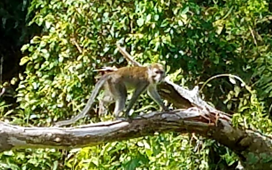 The Beachaven Chalets, Kota Belud