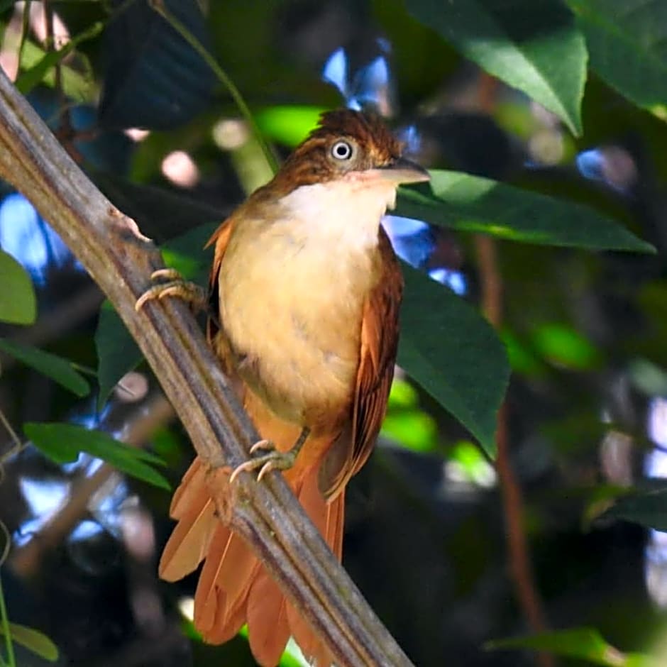 Aruá Observação de Vida Silvestre