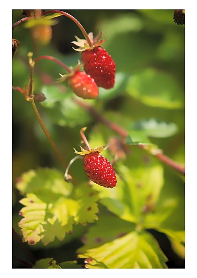 Öko-Landhotel Basler Hof