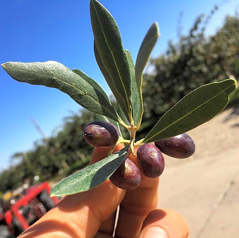Agrialpi by Salfrutta