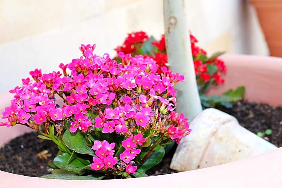 Hotel Rural Molino del Albaicín