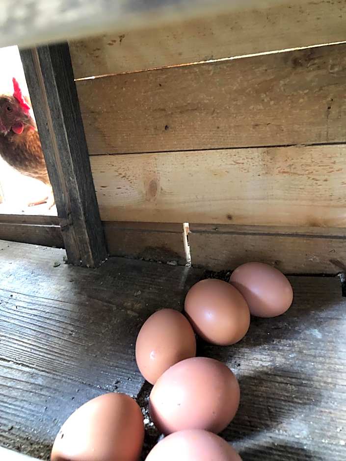 リラシャンティRelashanti