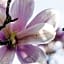 La Magnolia