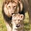 Black Rhino Game Lodge