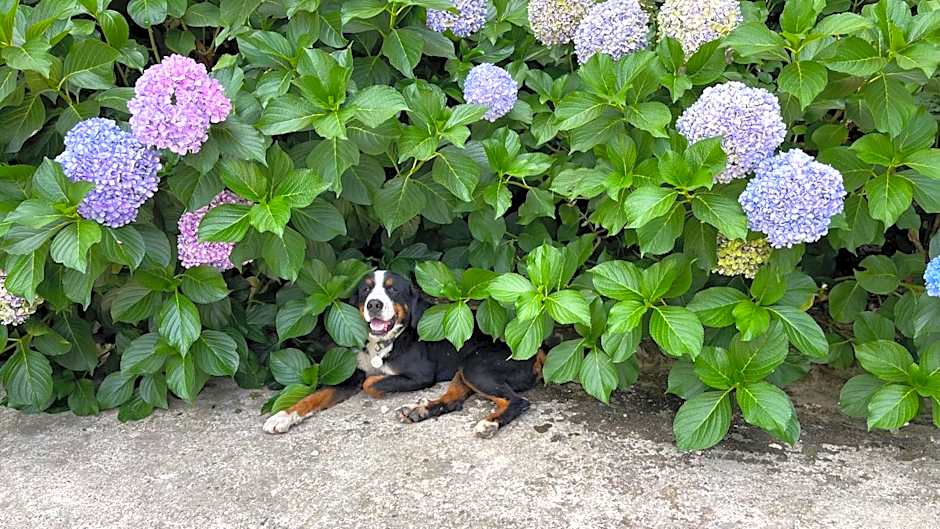 Iliada Hotel Kaz Daglari