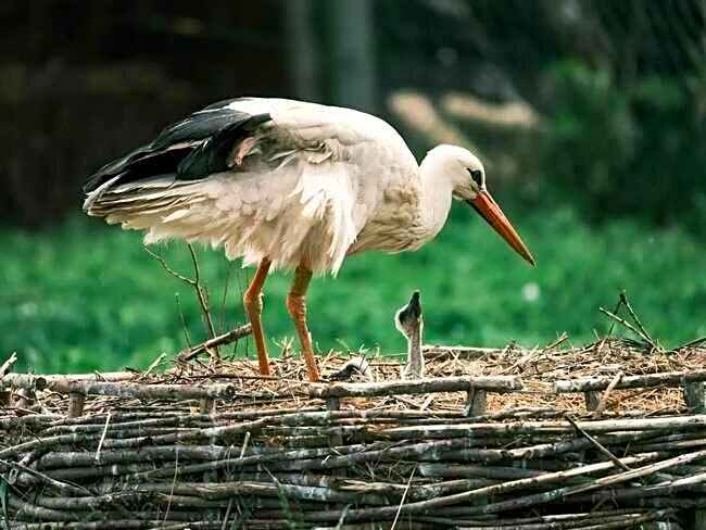 Agroturystyka Klekusiowo