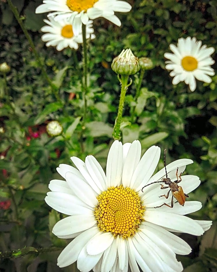 Bed & Breakfast - Warniłęg