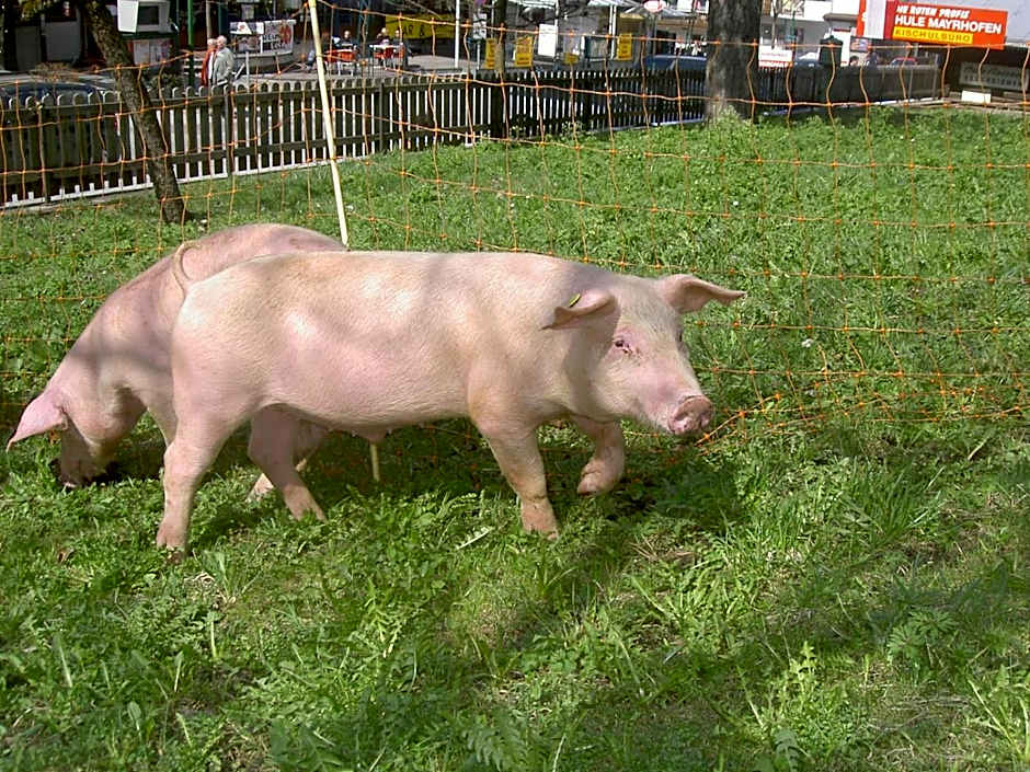 Apparthotel Ederfeld