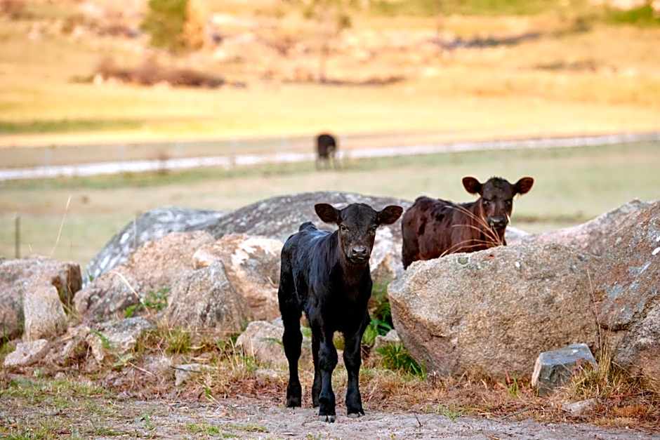 Tenterfield Lodge Caravan Park