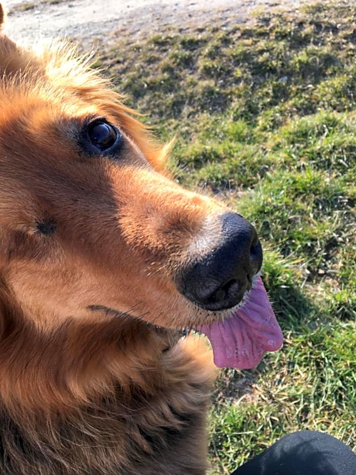 Bed & Breakfast Chez Lips