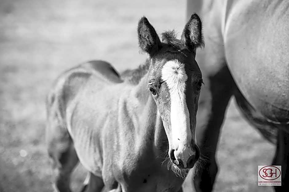 San Giacomo Horses & Agriturismo