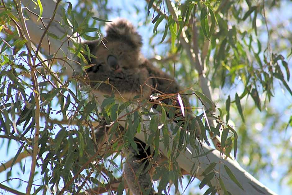 Levi Adelaide Holiday Park