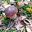Agroturystyka Zacisze Guciów