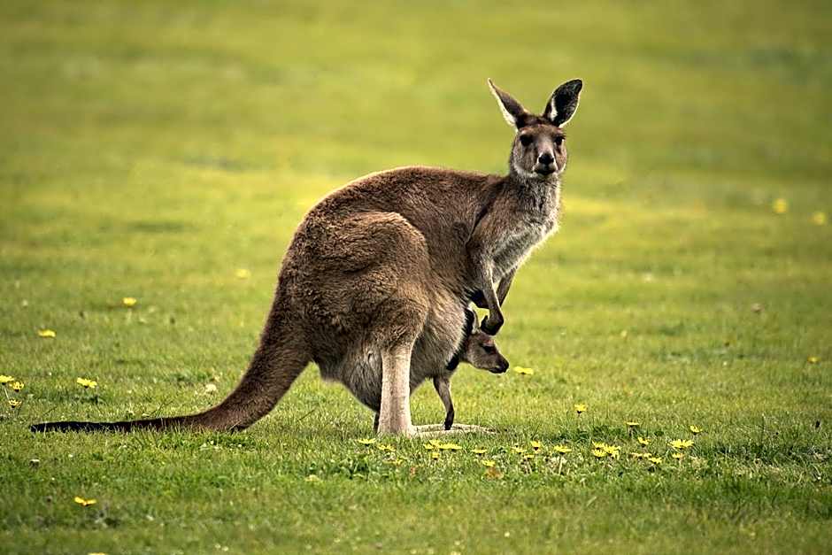 Lure Bed and Breakfast