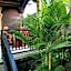 Amed Romance House