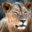 Mabula Game Lodge