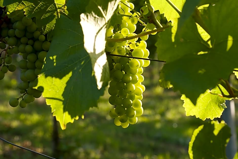 Landidyll Hotel Lamm