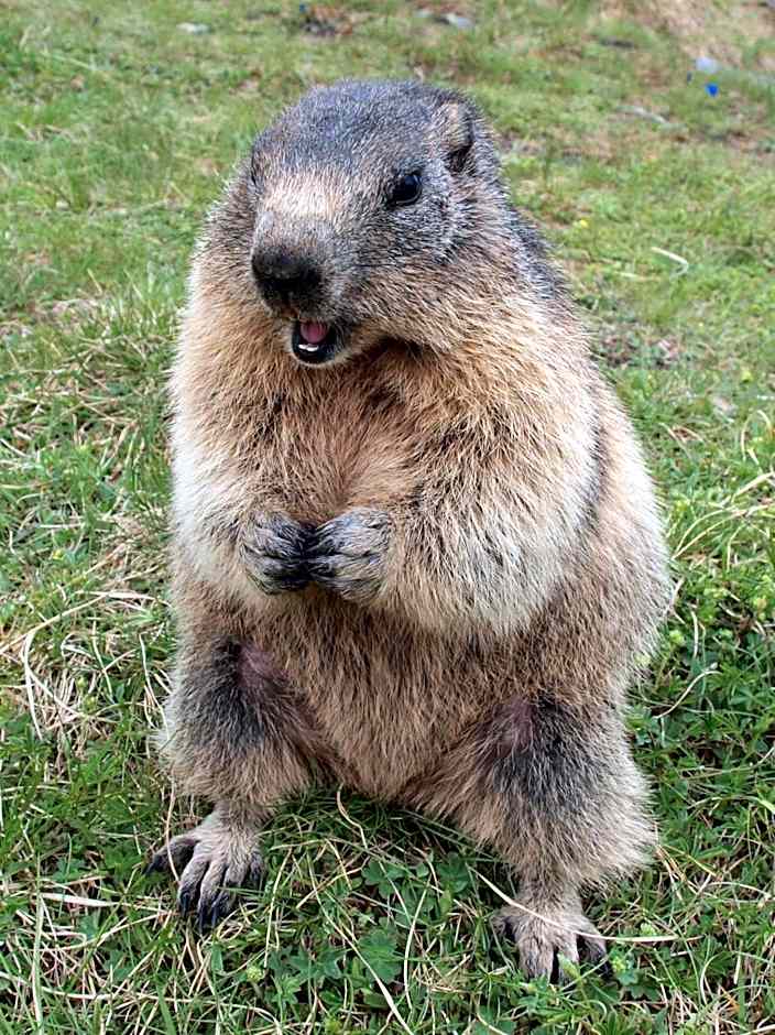 Appartements Alpengarten