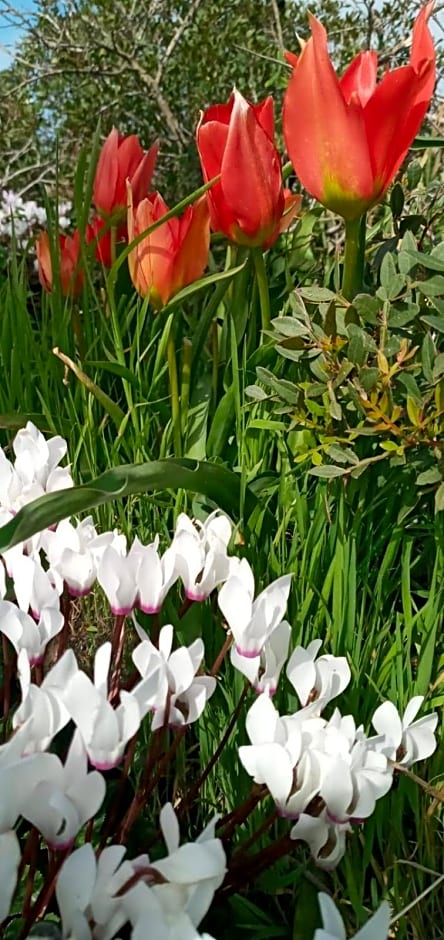 Danielle boutique suite