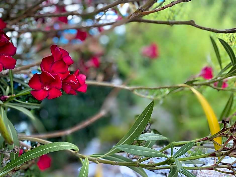 Pantheon Apartments & Studios