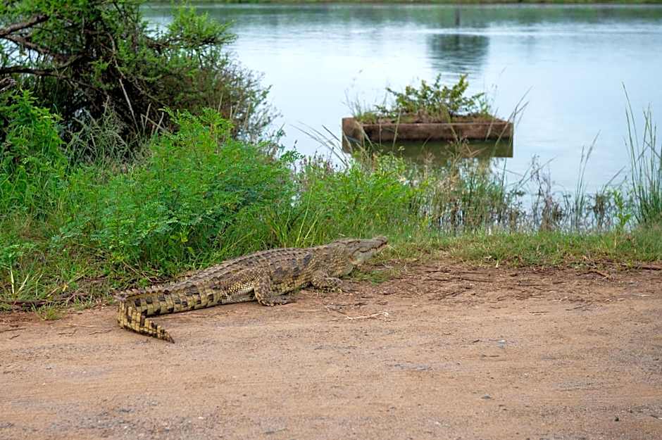Foxy Crocodile Bush Lodge & Kruger Safaris