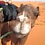 Desert Camel Trekking Camp