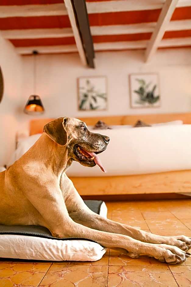 Petit Mesón (Pet Friendly Hotel)