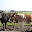 Bed and Breakfast De Volkelse Hooiberg
