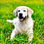 Royal Inn Linden