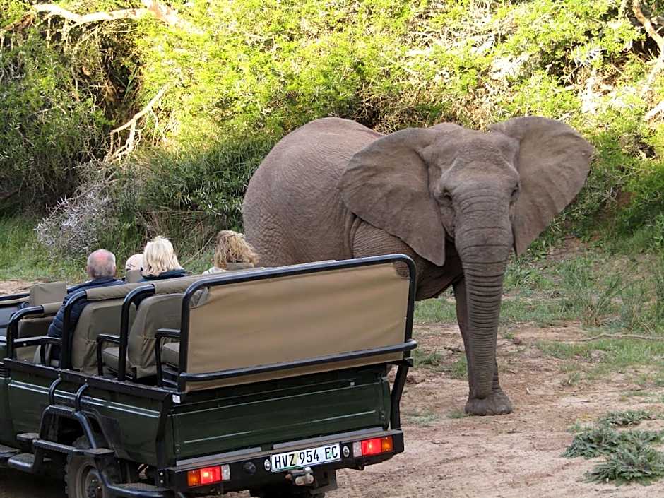 Leeuwenbosch Country House - Amakhala Game Reserve