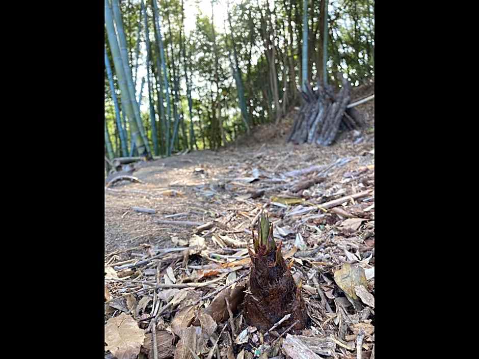 西海岸オーガニック小麦畑1200坪眺望FarmStayYululu